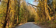 Gravel trail through the woods