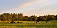 Herd of cattle on the field