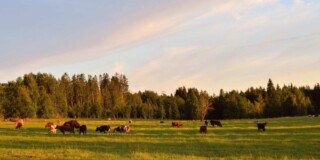 Herd of cattle on the field