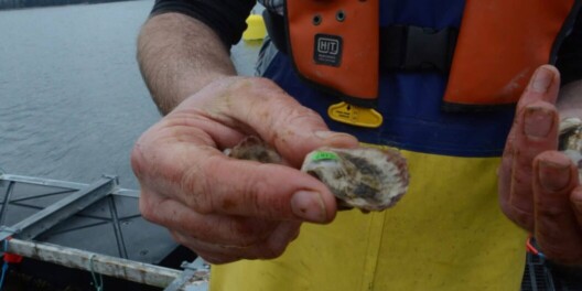 Young oyster held up to camera