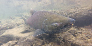 A Chinook Salmon swims upstream.