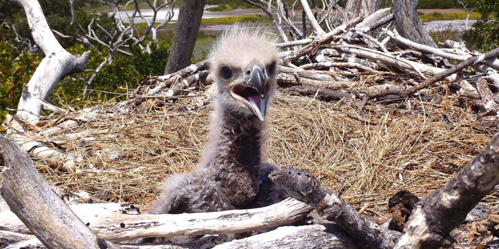 A closeup of a baby bald eagle on the ground.