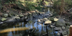 A quiet part of Brooklyn Creek on a sunny day.