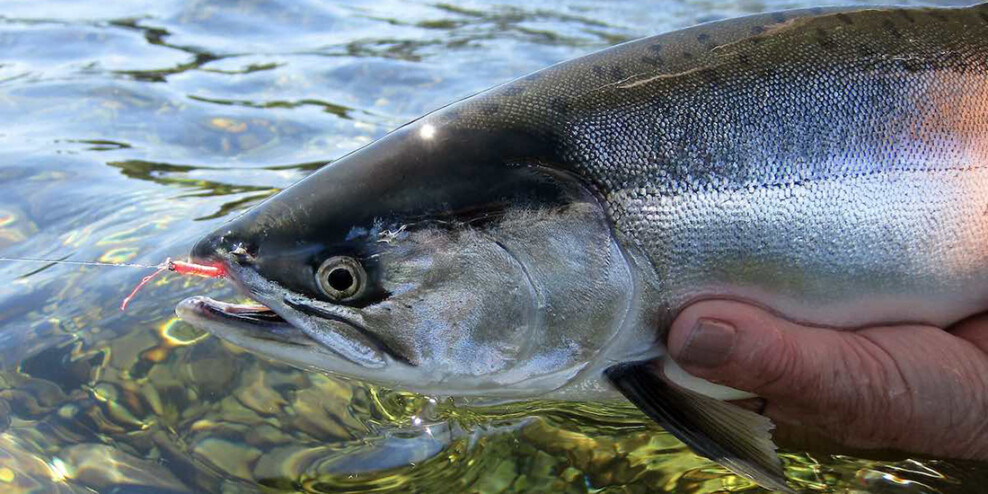 A closeup of a pink salmon being held just about sparkling water on a sunny day.