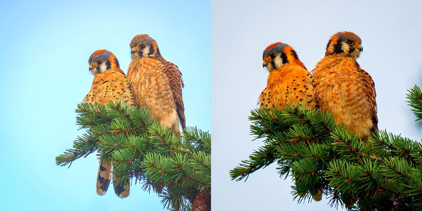What We Love: Kestrels Hanging Out | ComoxValley.News