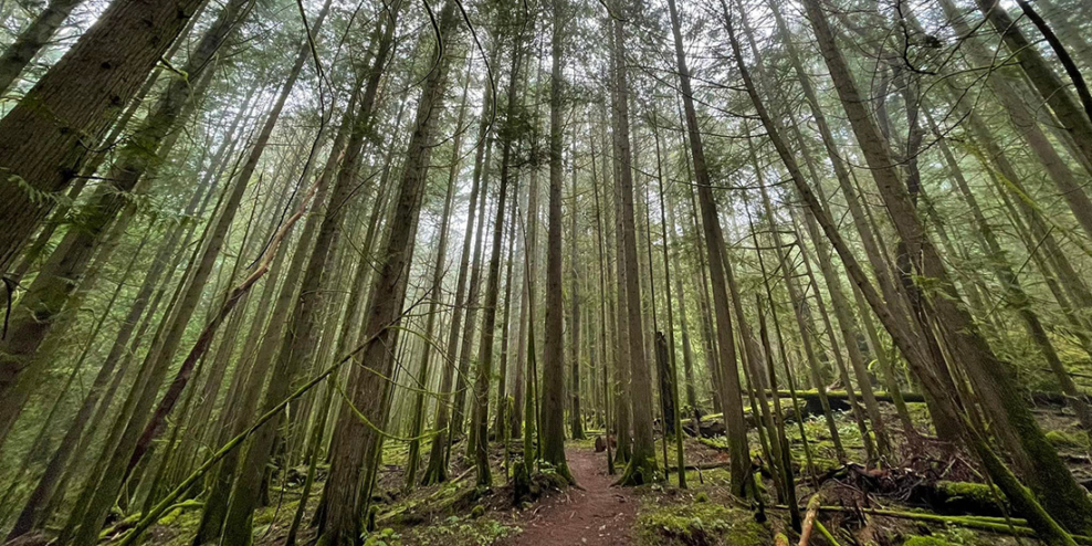 A flat, well-groomed trail through tall green trees.