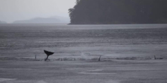 Orca tails flap over stormy seas.