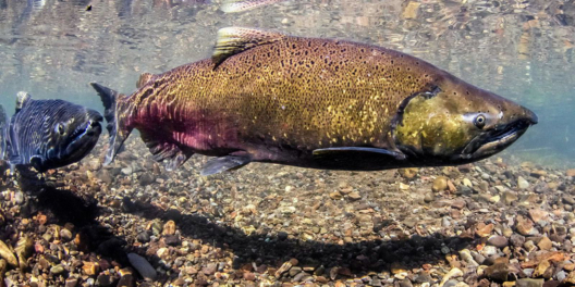 Two wild Chinook salmon swim in crystal clear water.