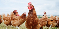 backyard flock of chickens outside