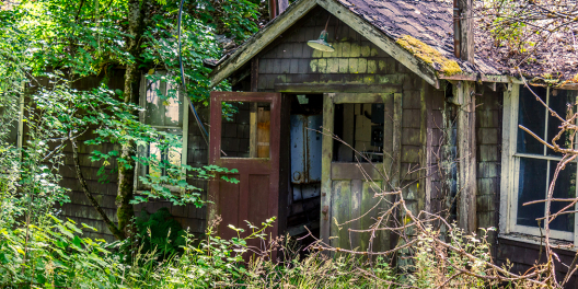 An abandoned house is slowly taken over by ferns and moss.