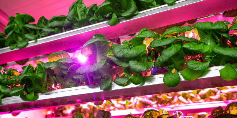 Leafy green vegetables grow on pink lit shelves.