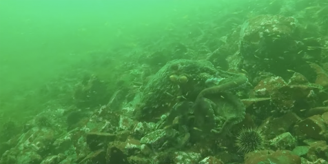 An underwater photo of a Giant Pacific Octopus.