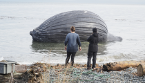 Two people look on Spike the humpback, who washed up on a beach on the north side of Malcolm Island.