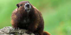 A happy Vancouver Island Marmot on a rock.