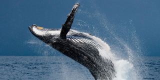 A humpback breaches.