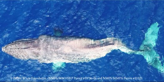 Moon the whale from above with the bend in her spine from a ship strike.